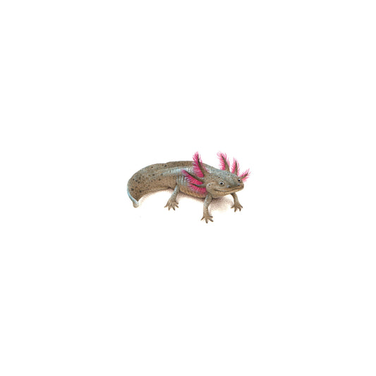 PRINT of watercolor miniature painting. Mexican axolotl