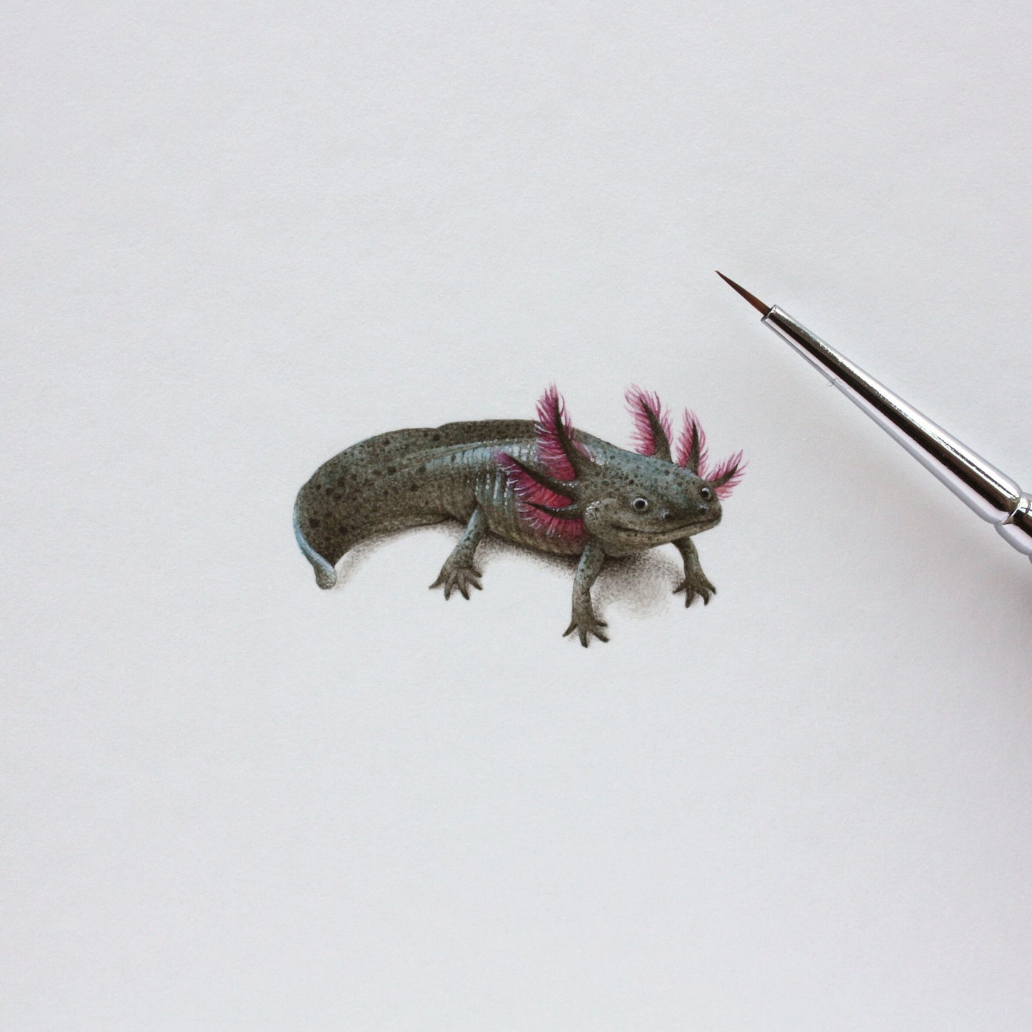 Mexican axolotl. Print from original watercolor miniature painting