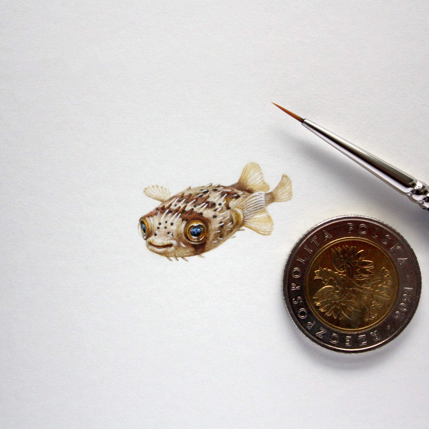 Porcupine Puffer Fish. Print from original watercolor miniature painting