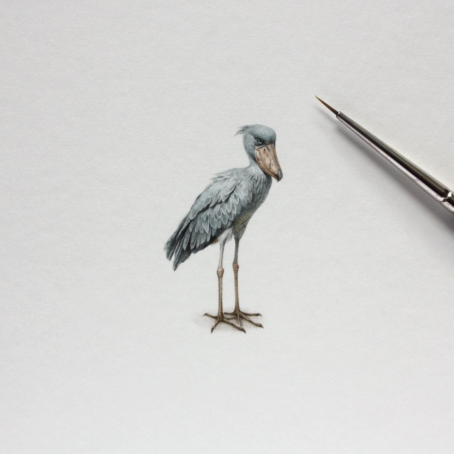 Shoebill bird. Print from original watercolor miniature painting