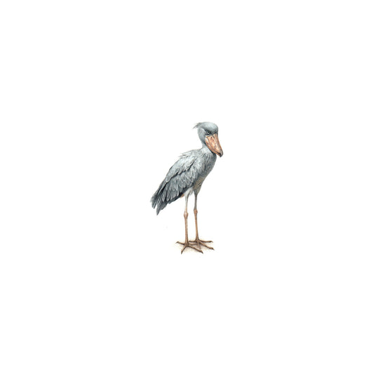 Shoebill bird. Print from original watercolor miniature painting