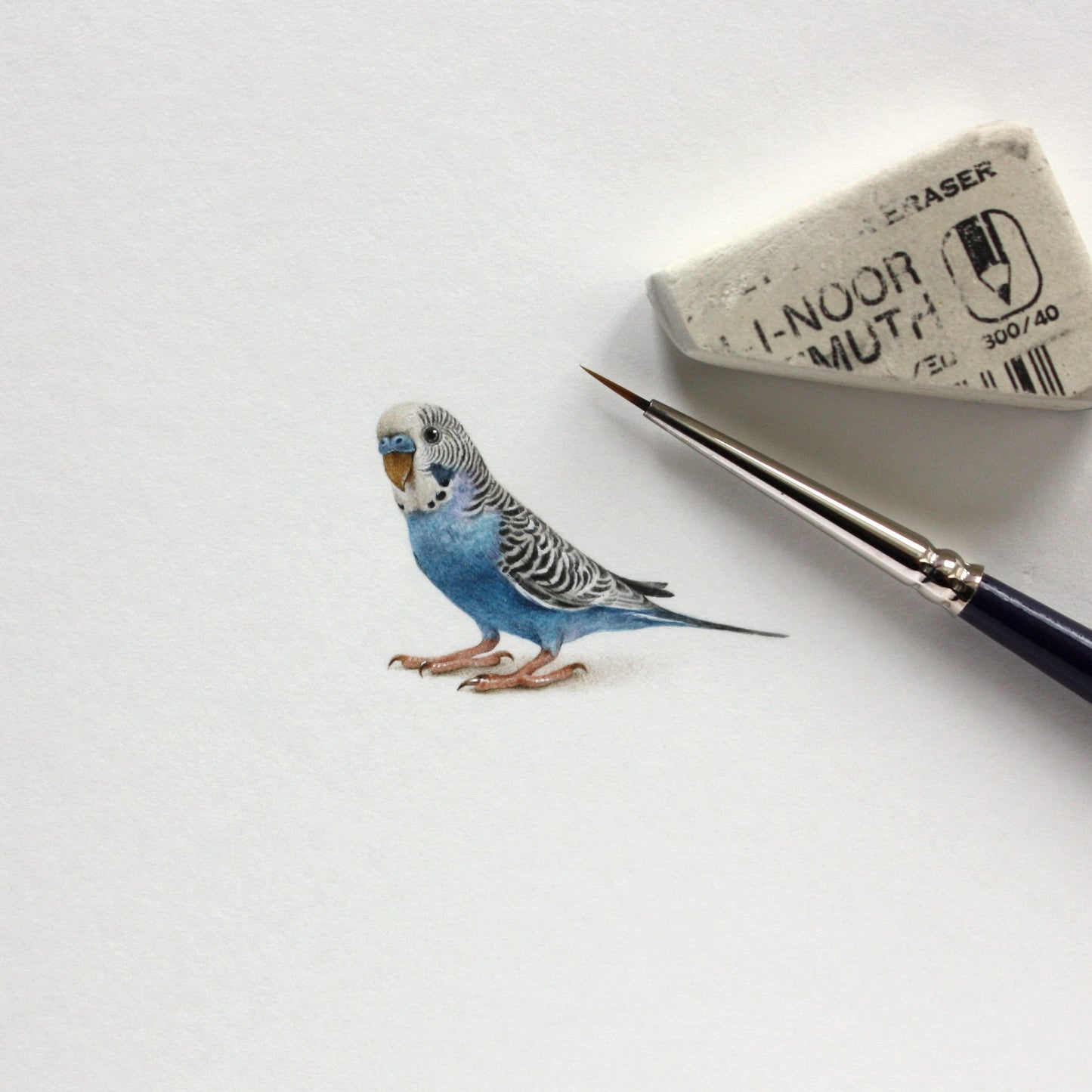 Budgerigar. Print from original watercolor miniature painting