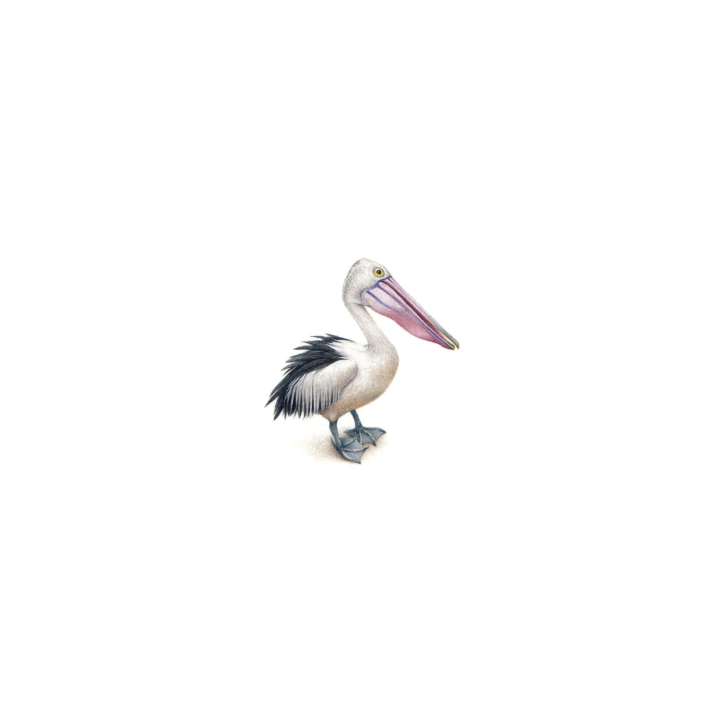 Pelican. Print from original watercolor miniature painting