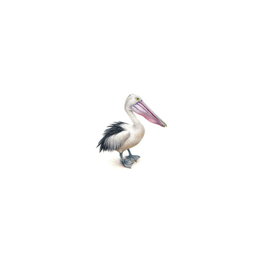 PRINT of watercolor miniature painting. Pelican