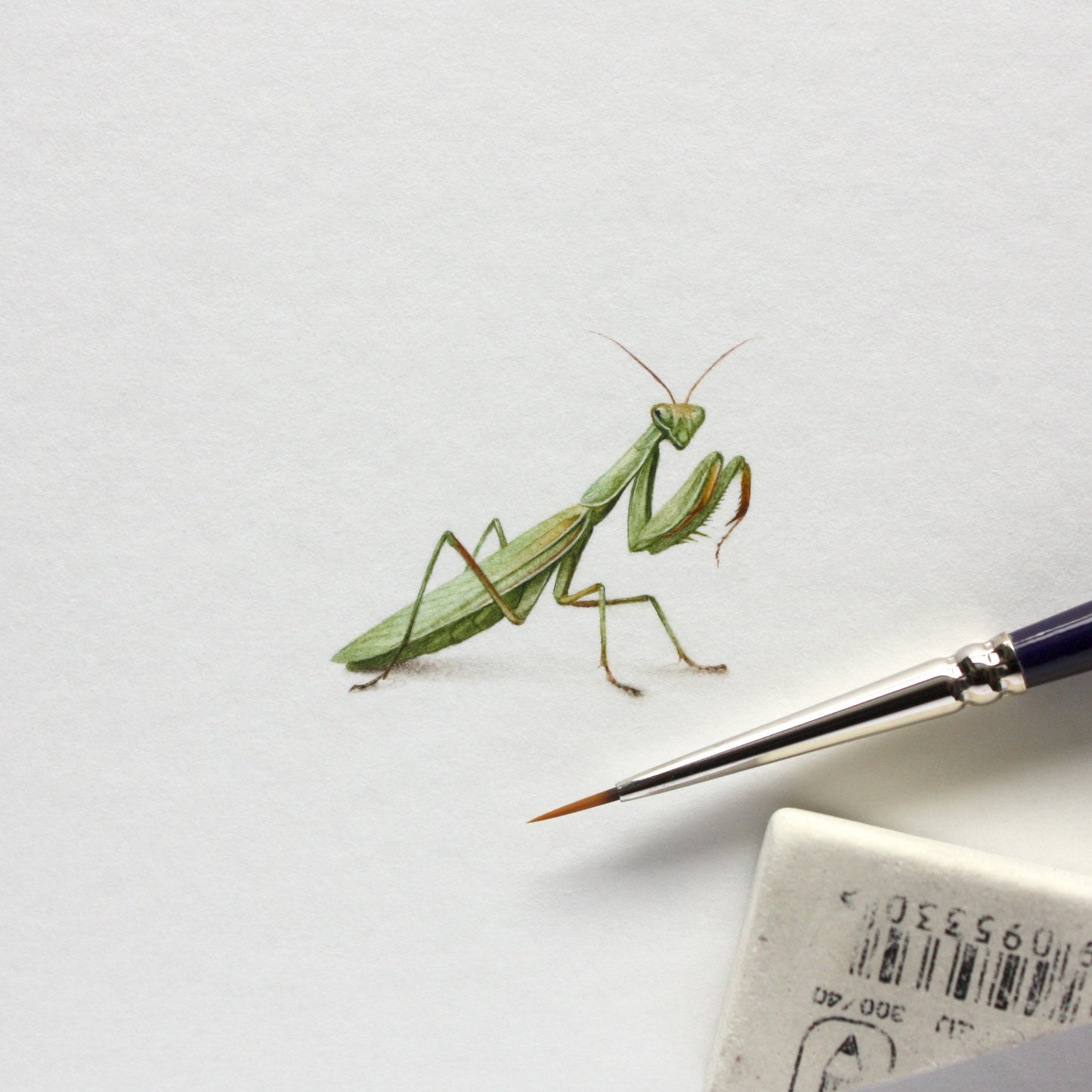 Mantis. Print from original watercolor miniature painting