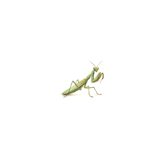 PRINT of watercolor miniature painting. Mantis