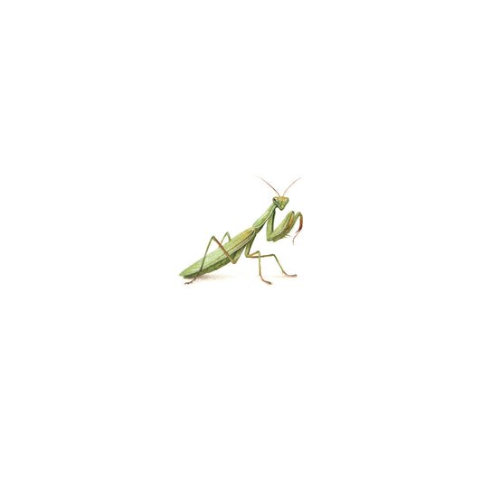 Mantis. Print from original watercolor miniature painting