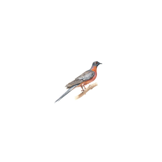 PRINT of watercolor miniature painting. Passenger Pigeon