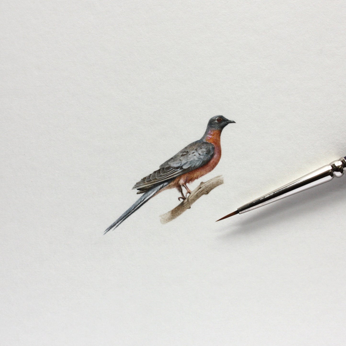 Passenger Pigeon. Print from original watercolor miniature painting