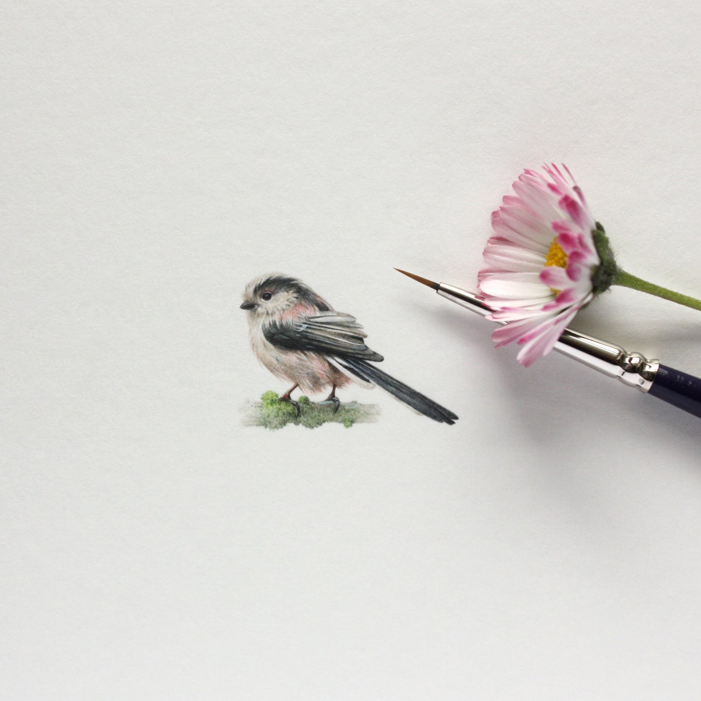 Long-tailed Tit. Print from original watercolor miniature painting