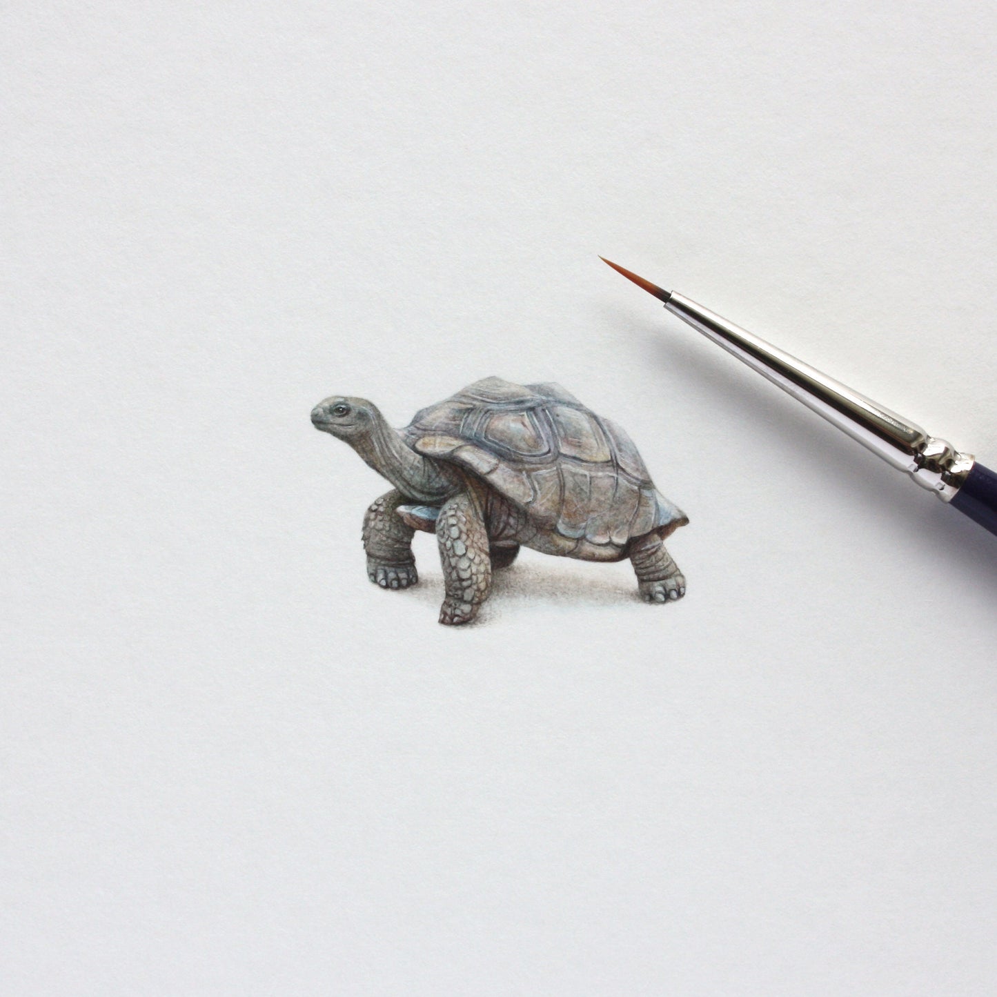 Giant Galapagos tortoise. Print from original watercolor miniature painting