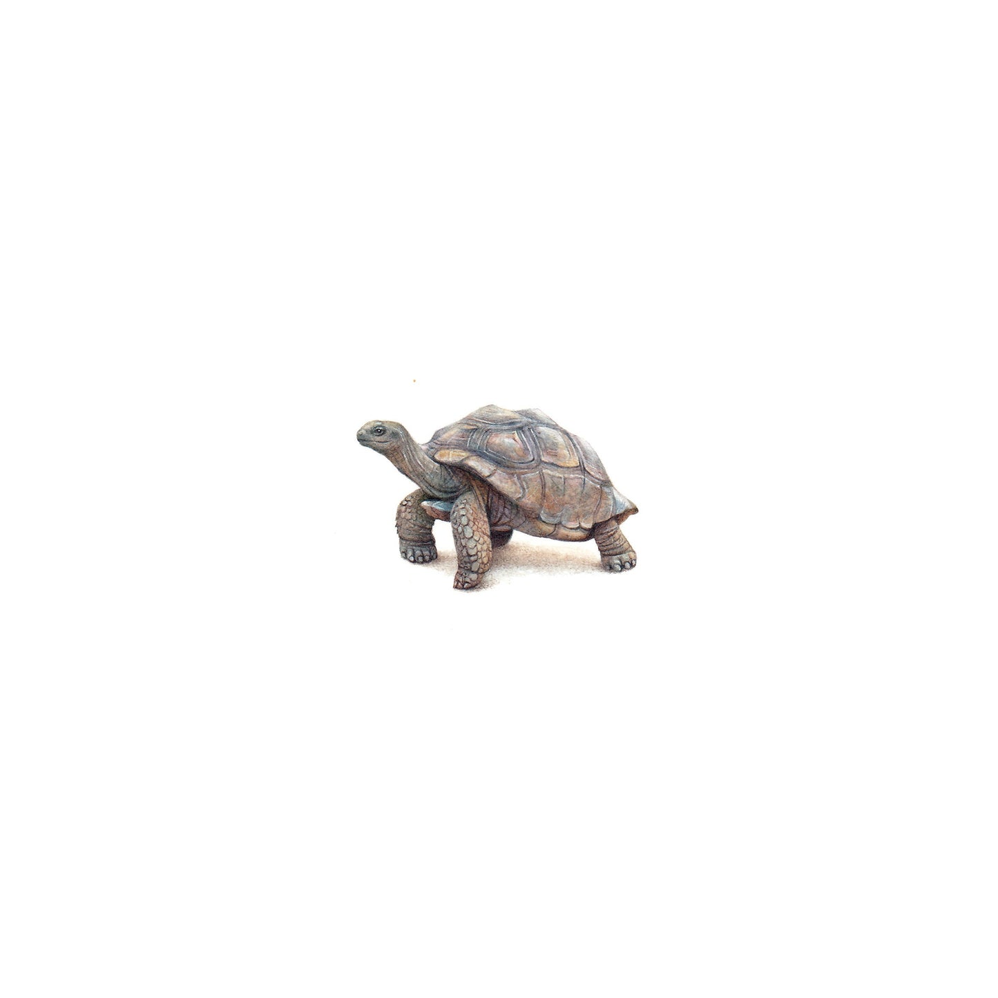 Giant Galapagos tortoise. Print from original watercolor miniature painting