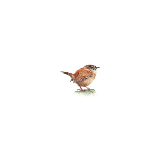 Carolina wren. Print from original watercolor miniature painting