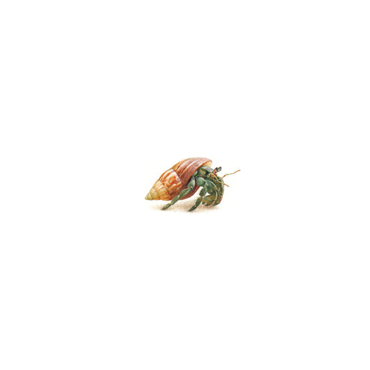 PRINT of watercolor miniature painting. Hermit crab