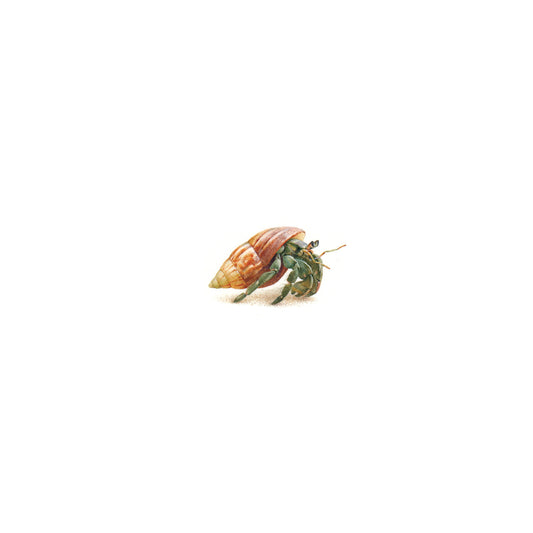 Hermit crab. Print from original watercolor miniature painting