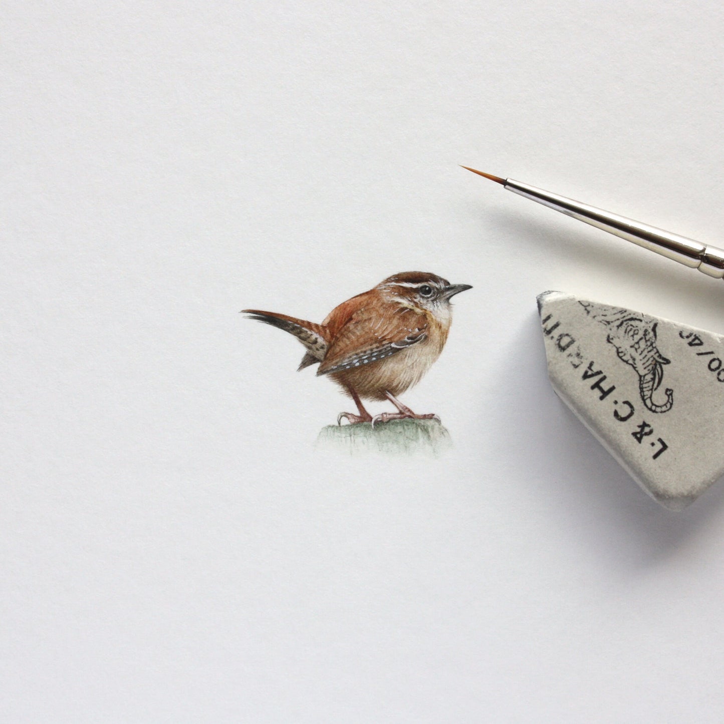 Carolina wren. Print from original watercolor miniature painting