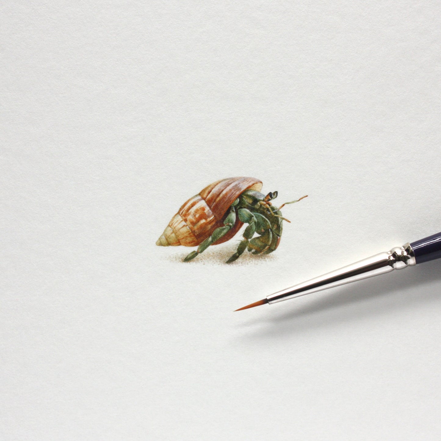 Hermit crab. Print from original watercolor miniature painting