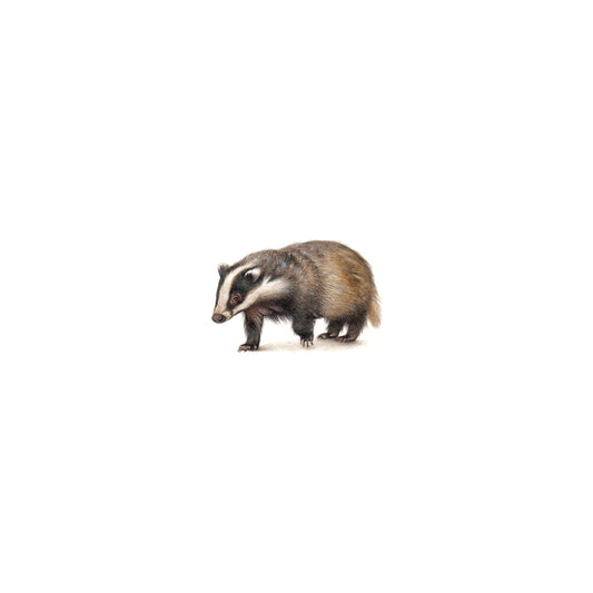 Badger. Print from original watercolor miniature painting