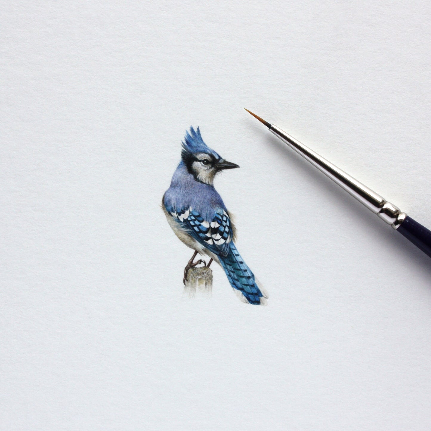 Blue Jay. Print from original watercolor miniature painting