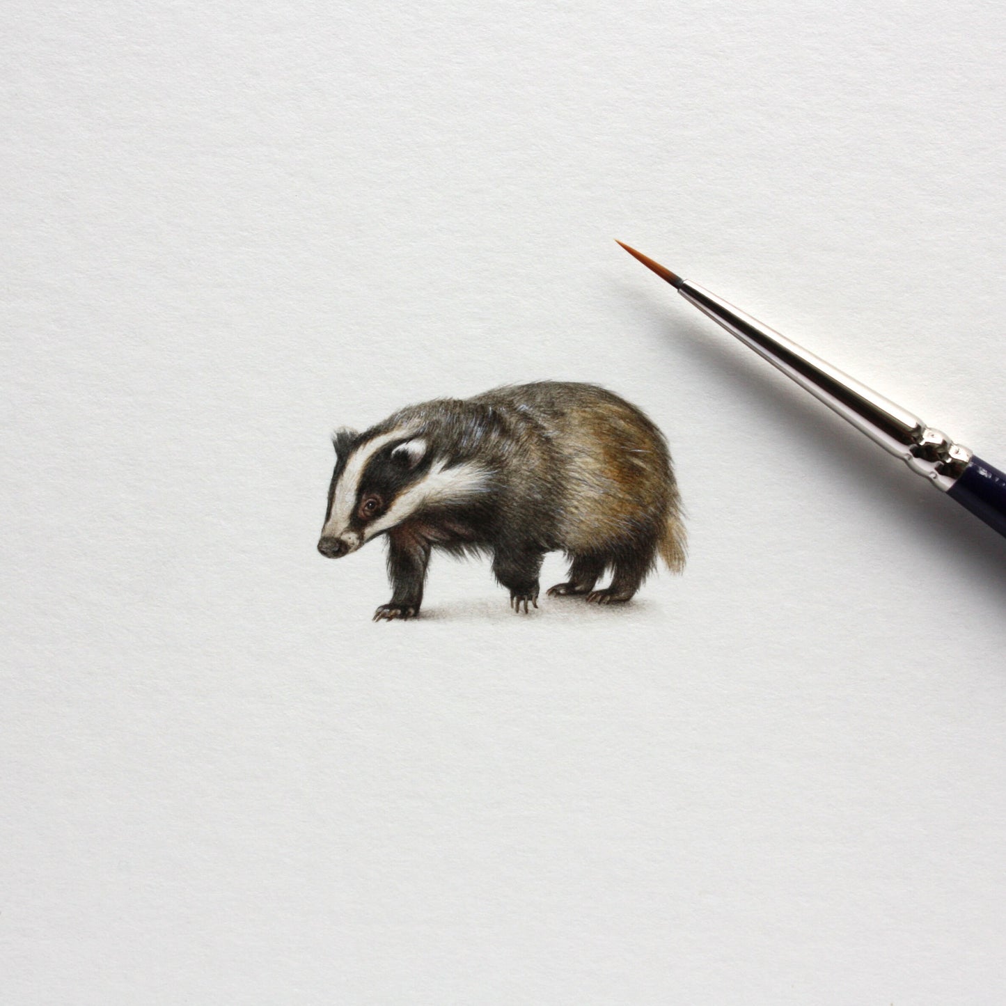 Badger. Print from original watercolor miniature painting