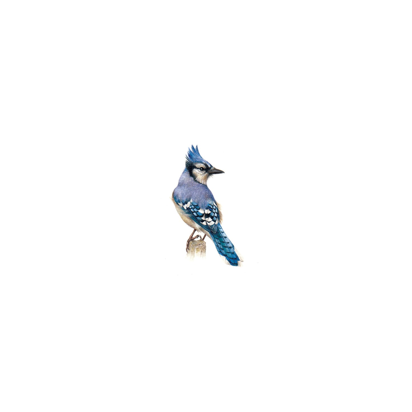 Blue Jay. Print from original watercolor miniature painting