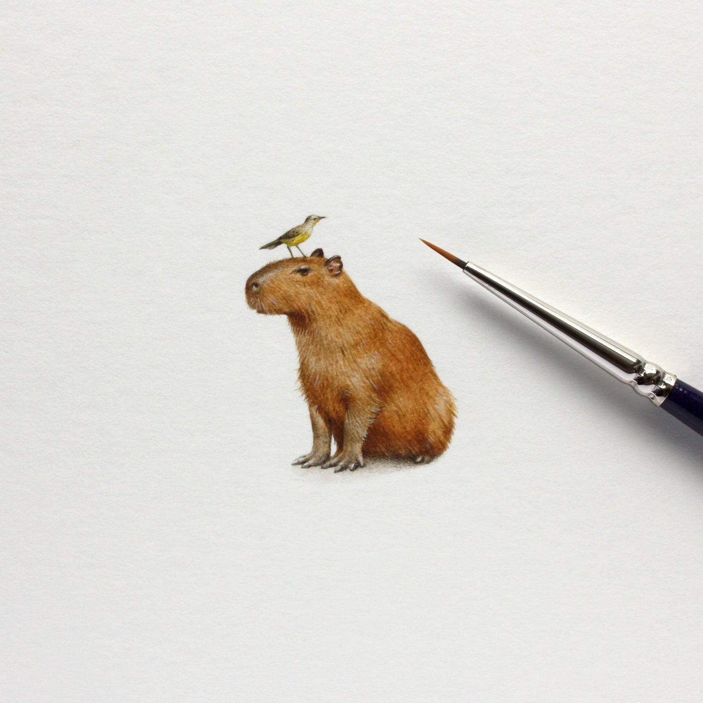 Capybara. Print from original watercolor miniature painting