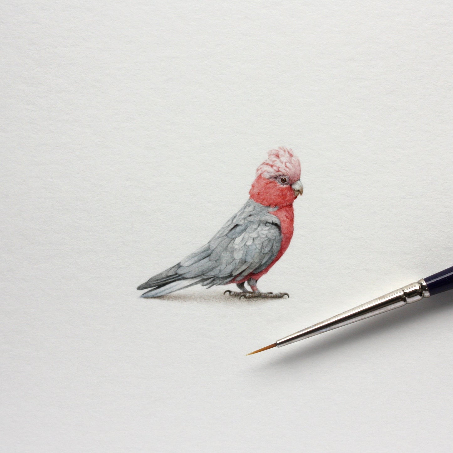 Galah Cockatoo. Print from original watercolor miniature painting